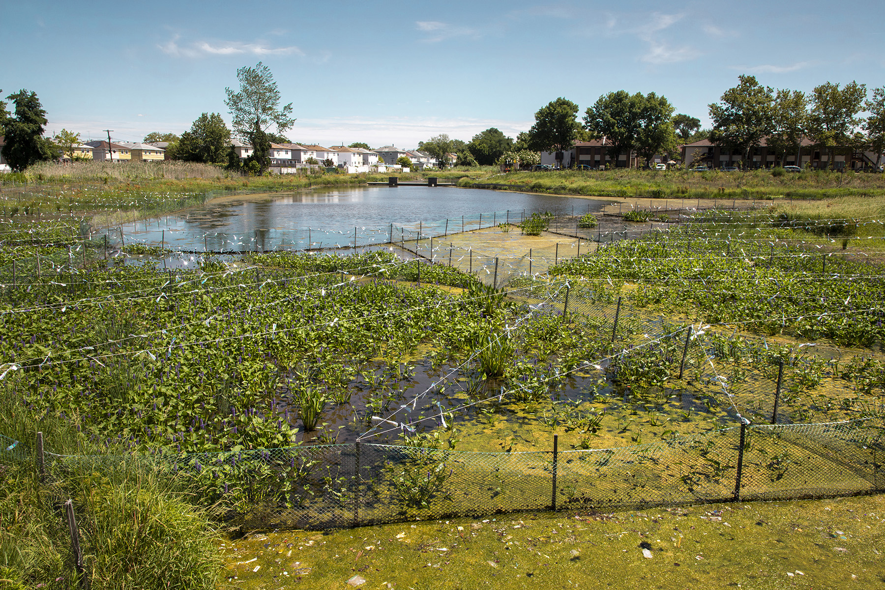 A pond, surrounded by houses and trees, is shown with marshy planted areas marked off by stakes and strings. 