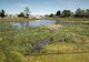 A pond, surrounded by houses and trees, is shown with marshy planted areas marked off by stakes and strings. 