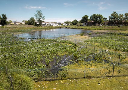 A pond, surrounded by houses and trees, is shown with marshy planted areas marked off by stakes and strings. 