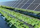solar panels are shown above flourishing crops